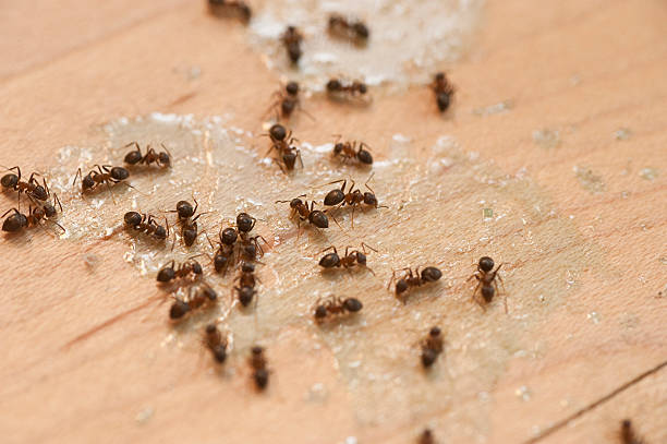 Pest Control for Restaurants in Meade, KS